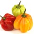 The Health Benefits of Scotch Bonnet Peppers