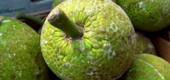 The Health Benefits of Breadfruit